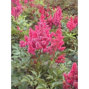 Astilbe japonica - Bonn